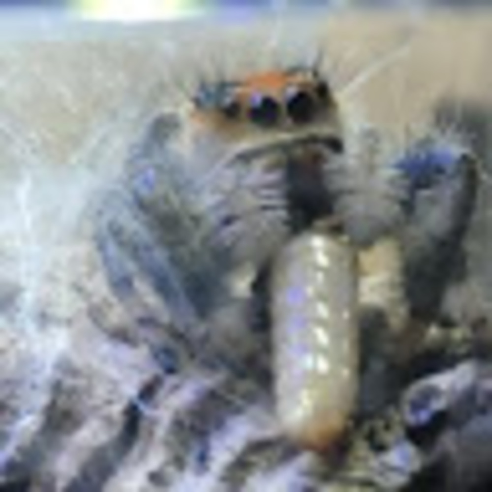 Meet your Posher, Cecilia